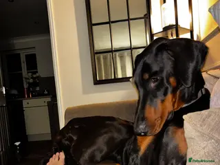 Dobermann dogs Walter - Advert 2