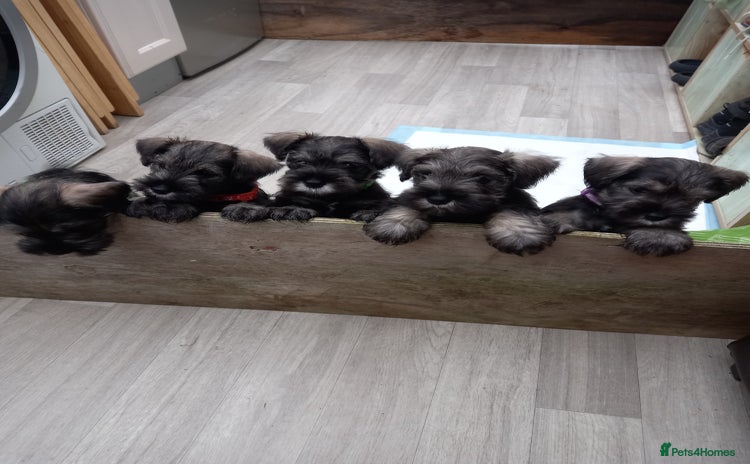 Miniature Schnauzer dogs - Advert 1
