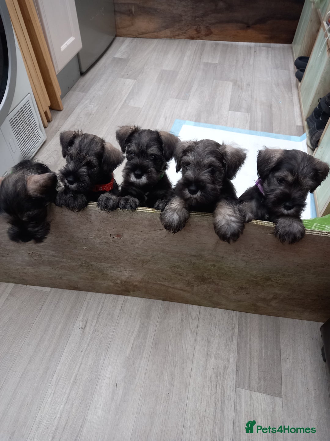 Miniature Schnauzer dogs for sale: Miniture shnauzer puppies - Image 1
