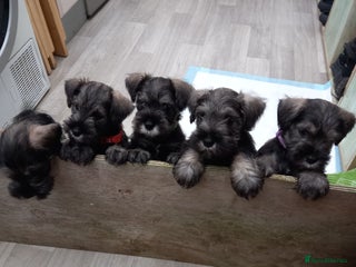 Miniature Schnauzer dogs - Advert 9
