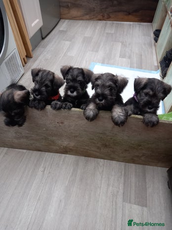 Miniature Schnauzer dogs - Advert 8