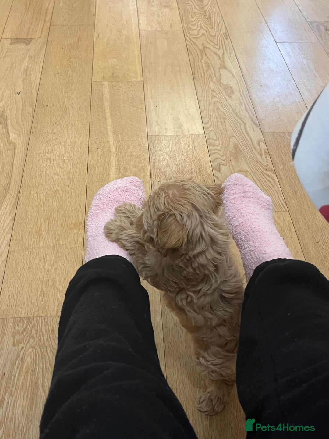 Cavapoo dogs for stud: Mr Leo 🚨STUD 🚨 - Advert 10