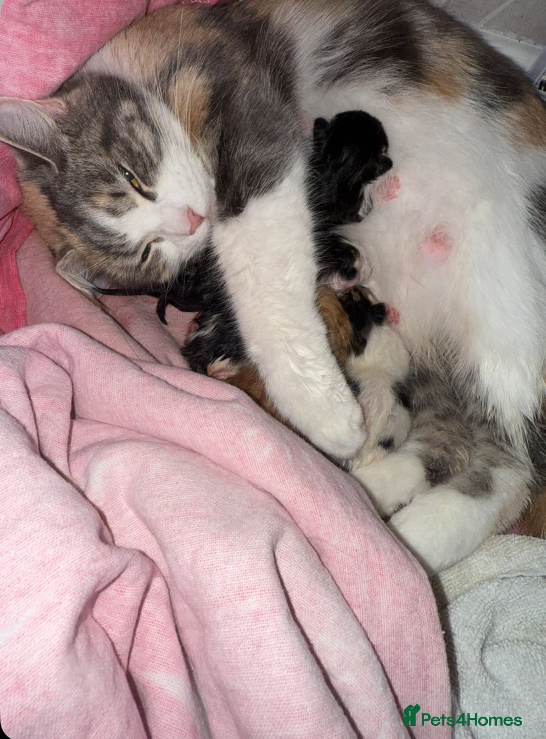 Mixed Breed cats for sale: Mixed kittens - Image 5