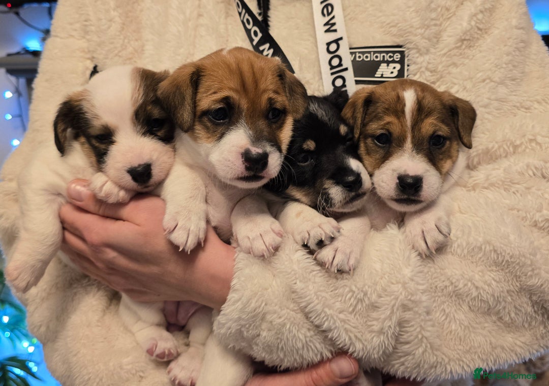 Mixed Breed dogs for sale: Five beautiful Jack Russel puppies for sale - Advert 2