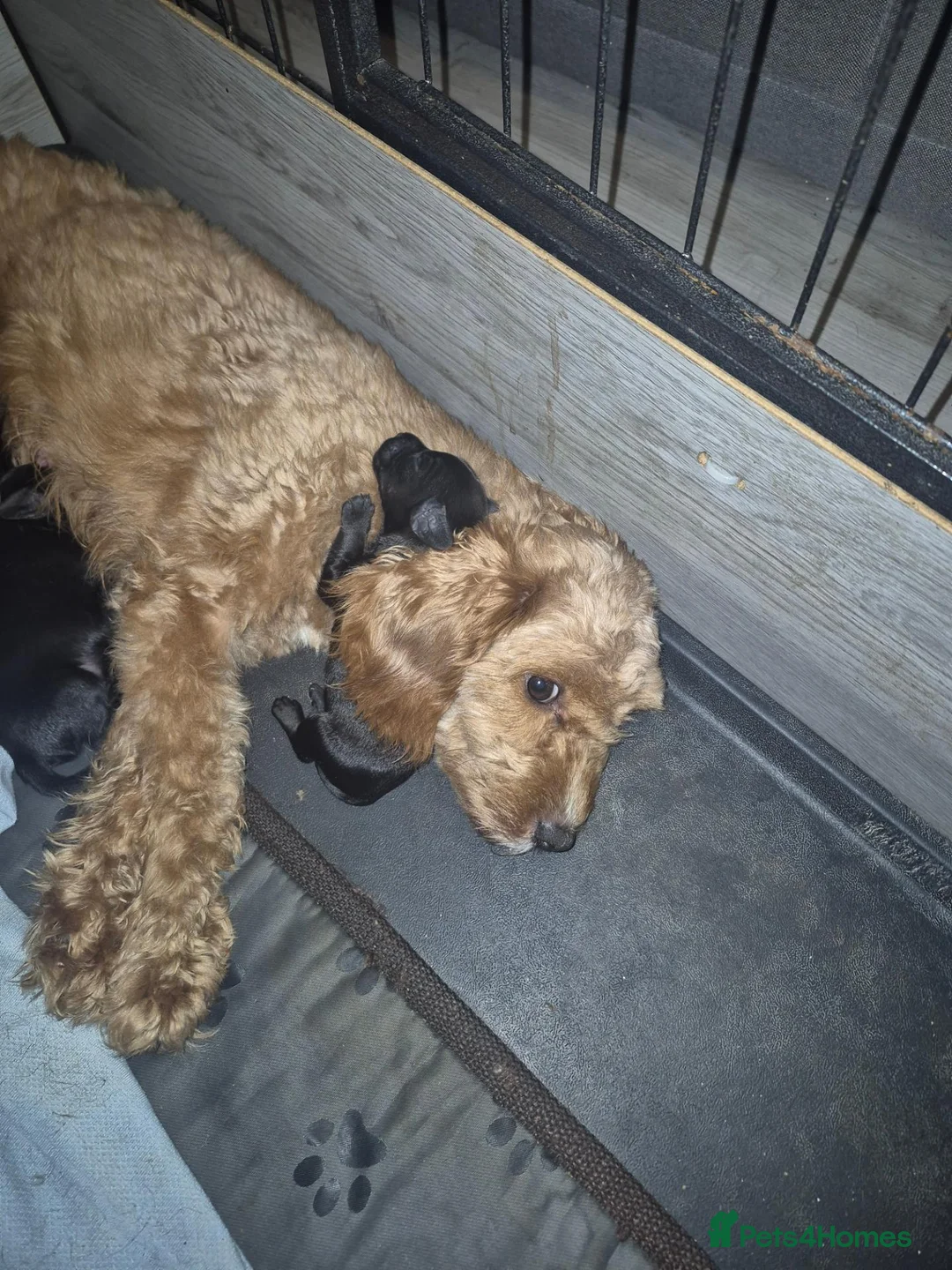 Mixed Breed dogs for sale: Cavapoo x dashound  - Advert 6
