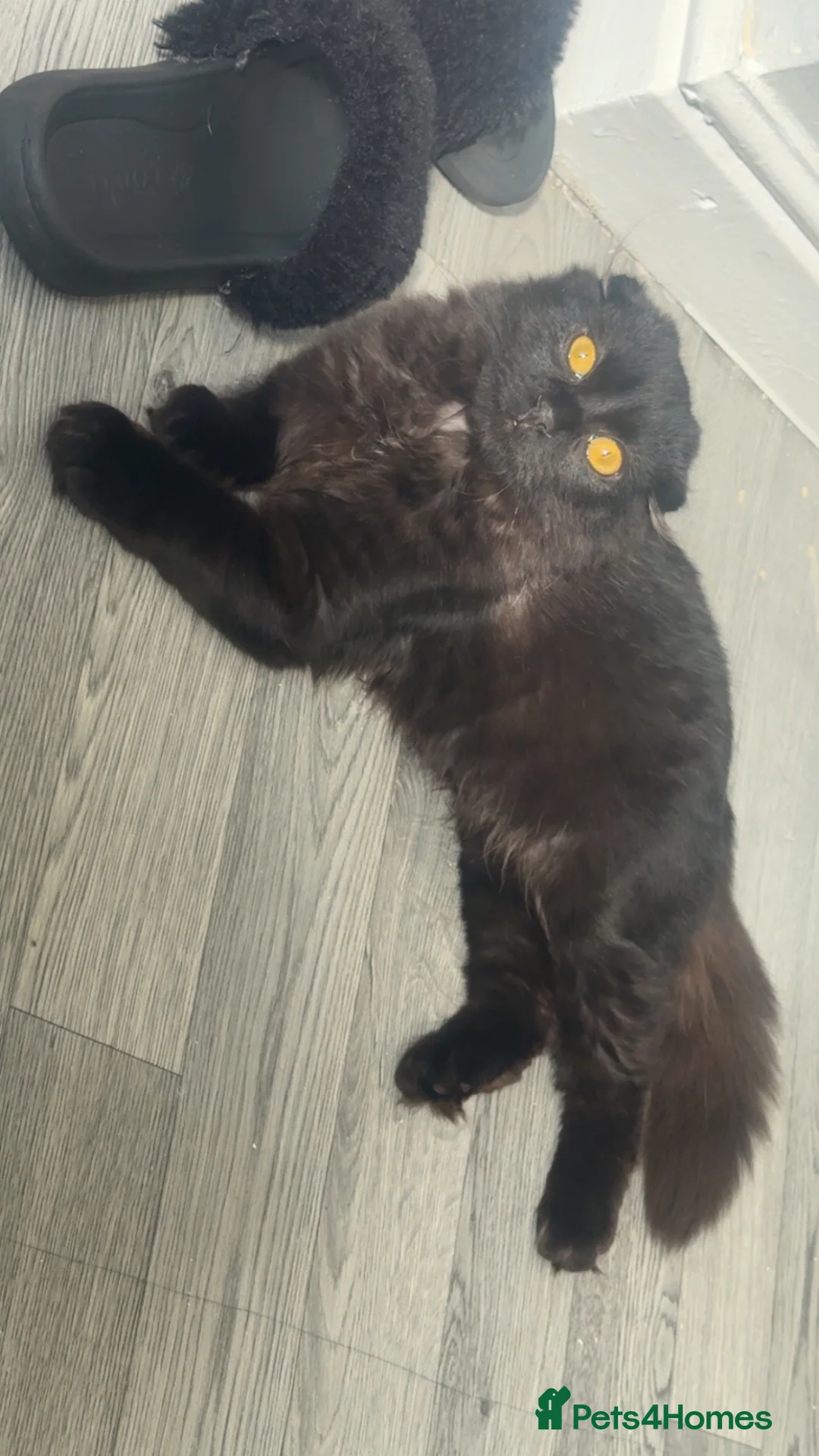 Scottish Fold cats for stud: Long haired Scottish fold stud in Nelson - Advert 1