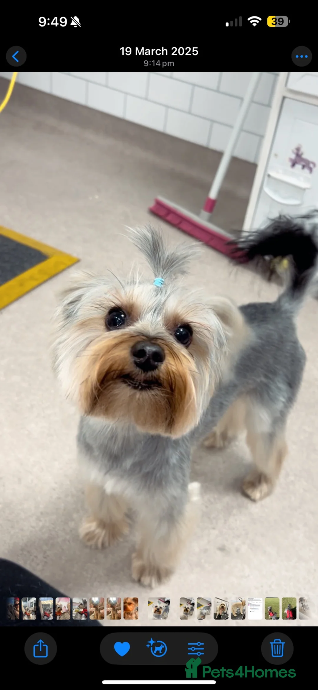 Yorkshire Terrier dogs for stud: Small Yorkie boy big personality  in High Wycombe - Advert 2