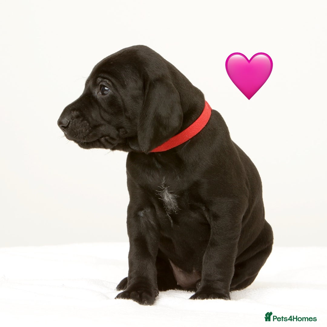 German Shorthaired Pointer dogs for sale: Stunning litter of German Shorthaired Pointers - Advert 4