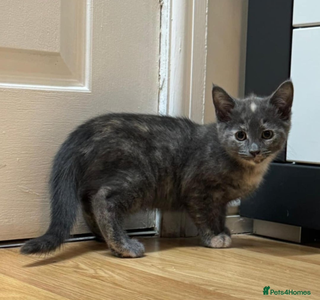 Mixed Breed cats for sale: Kittens ready to leave now  - Advert 4