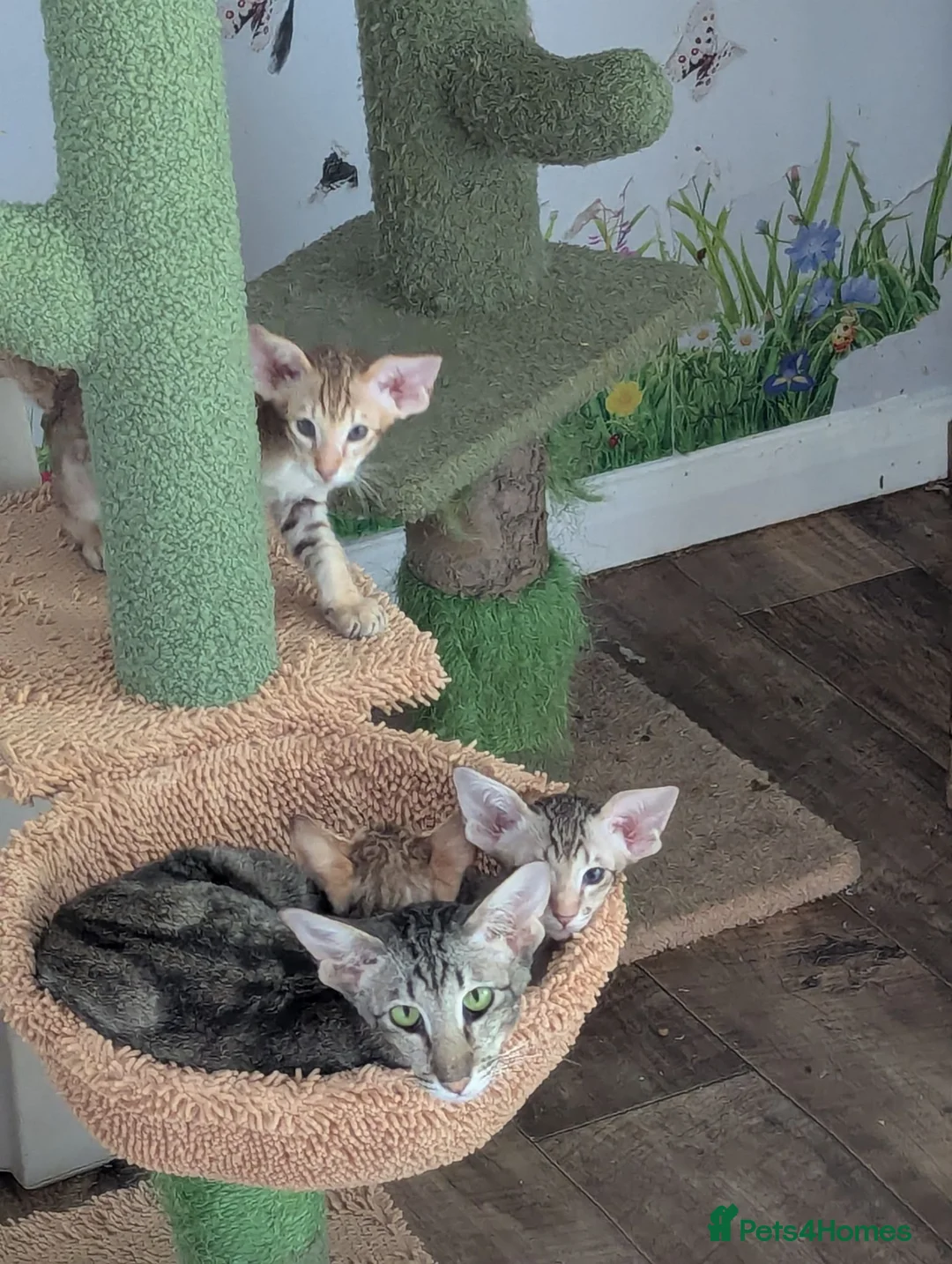 Oriental cats for sale: Friendly loving female  - Advert 2