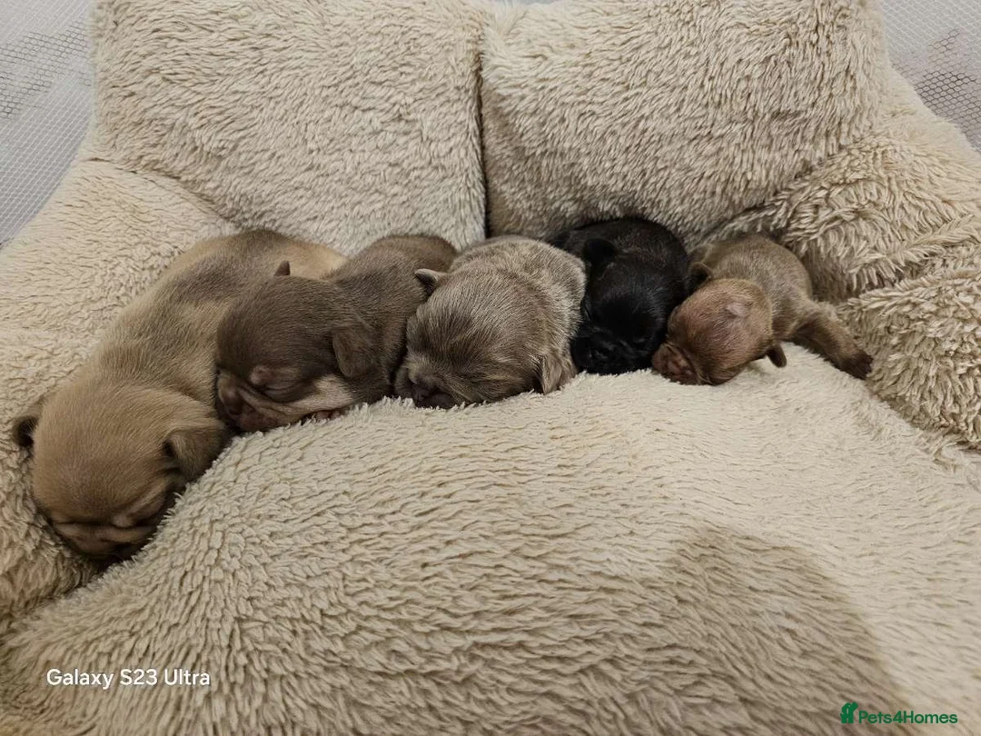 French Bulldog dogs for sale: French bulldog puppys for sale  - Advert 12