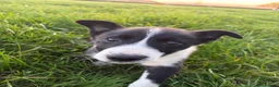 Border Collie dogs for sale: Border Collie Pups - Advert 2