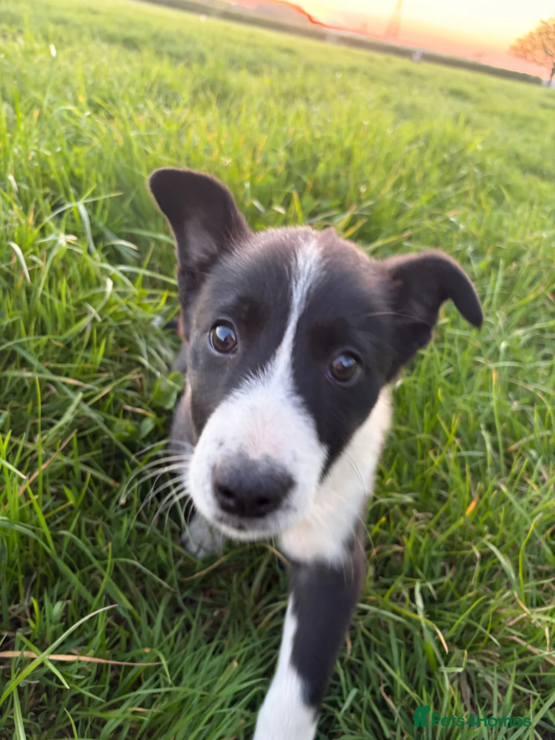 Border Collie dogs for sale: Border Collie Pups - Advert 2