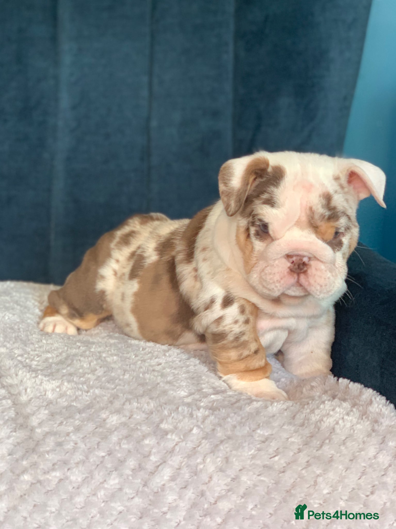 English Bulldog dogs ***READY NOW*** Beautiful bulldog puppies  - Advert 4