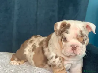 English Bulldog dogs ***READY NOW*** Beautiful bulldog puppies - Advert 4