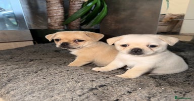 Mixed Breed dogs - Advert 11