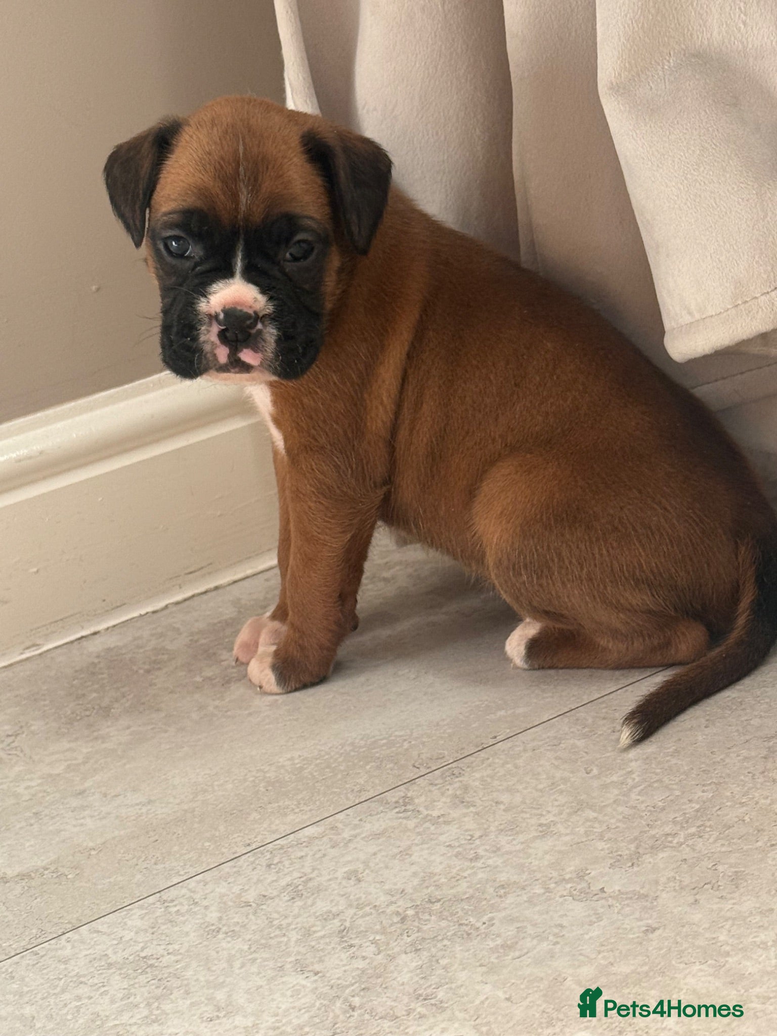 Boxer dogs Few Left Kc Bobtail Tail Now Reduced - Advert 7