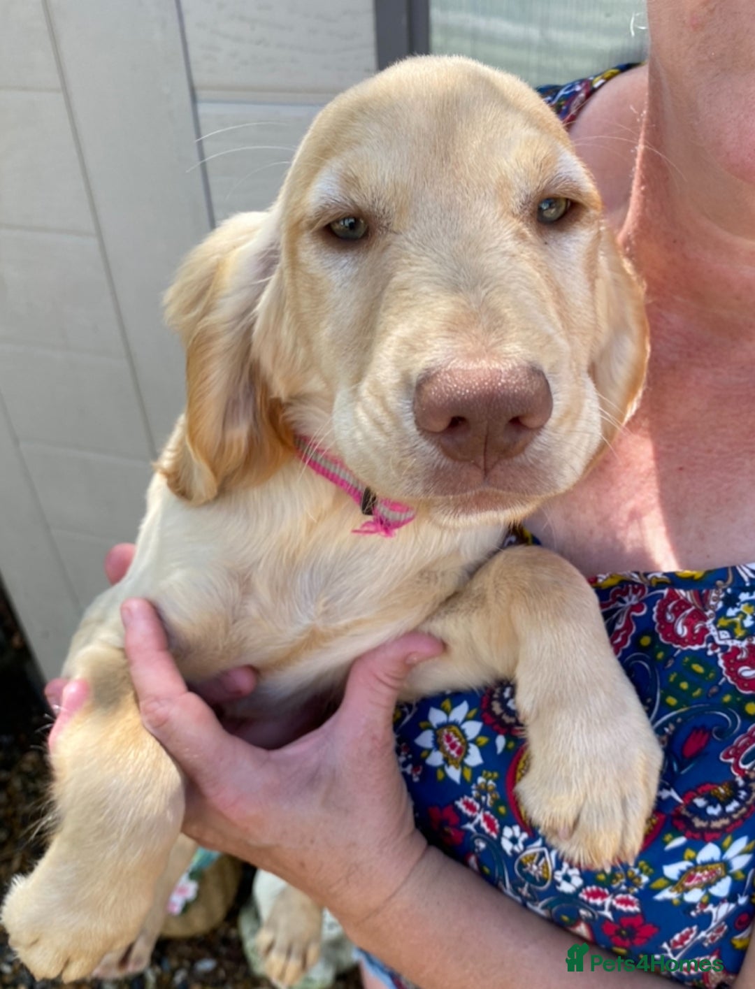 Sprocker dogs for sale: Beautiful sprocker spanials  - Image 3