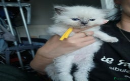 Ragdoll cats for sale: Adorable Ragdoll Kittens - READY NEXT WEEK - Image 5