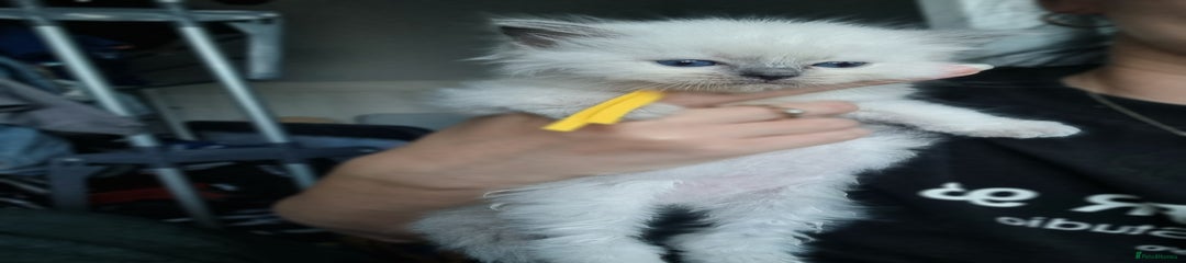 Ragdoll Kitten 4 yellow