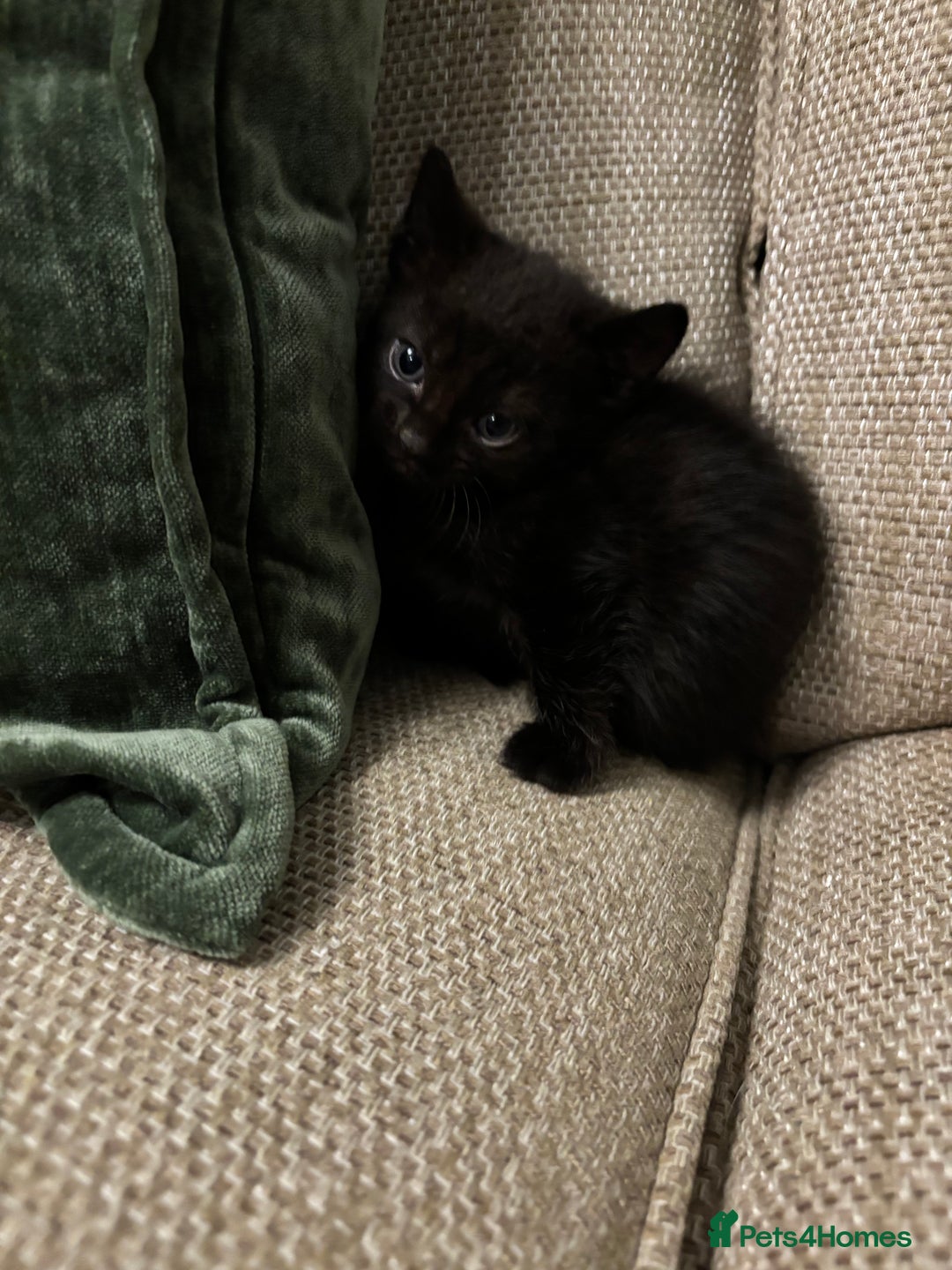 British Shorthair cats for sale: 4 kittens for sales  - Advert 5