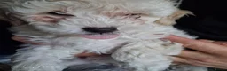 Bichon Frise dogs for sale: bichon  - Advert 12
