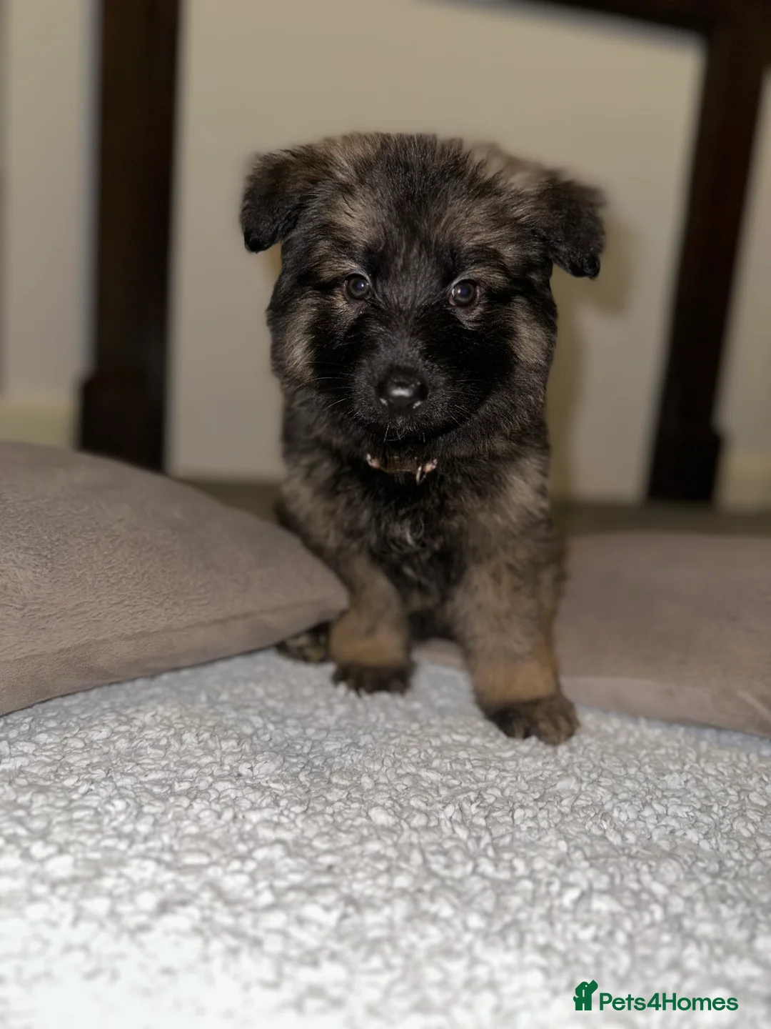 German Shepherd dogs for sale:  Long-Haired German Shepherd Puppies - Advert 3