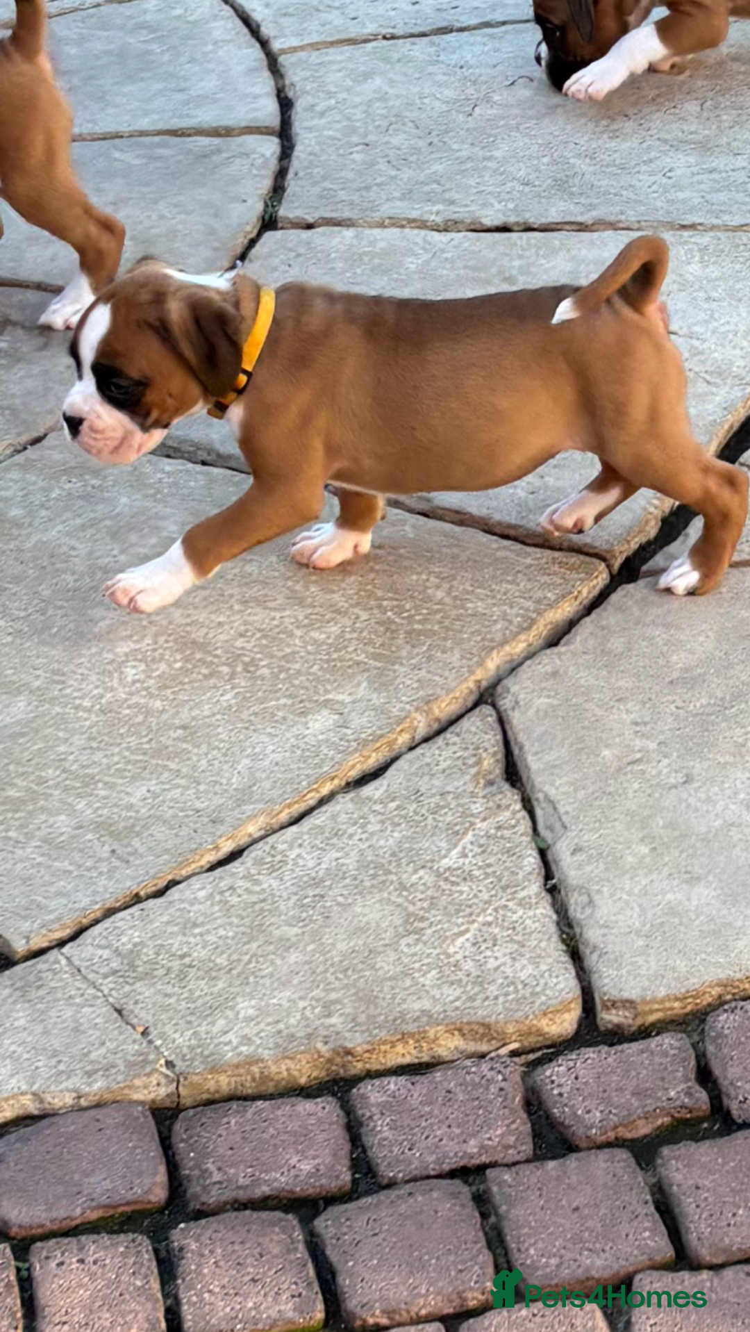 Boxer dogs for sale: Boxer pups  - Image 20