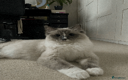 Ragdoll cats for sale: FREE RAGDOLL CAT BLUE POINT SEAL & MITTED - Image 2