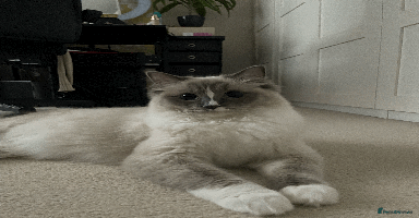 Ragdoll cats - Advert 1