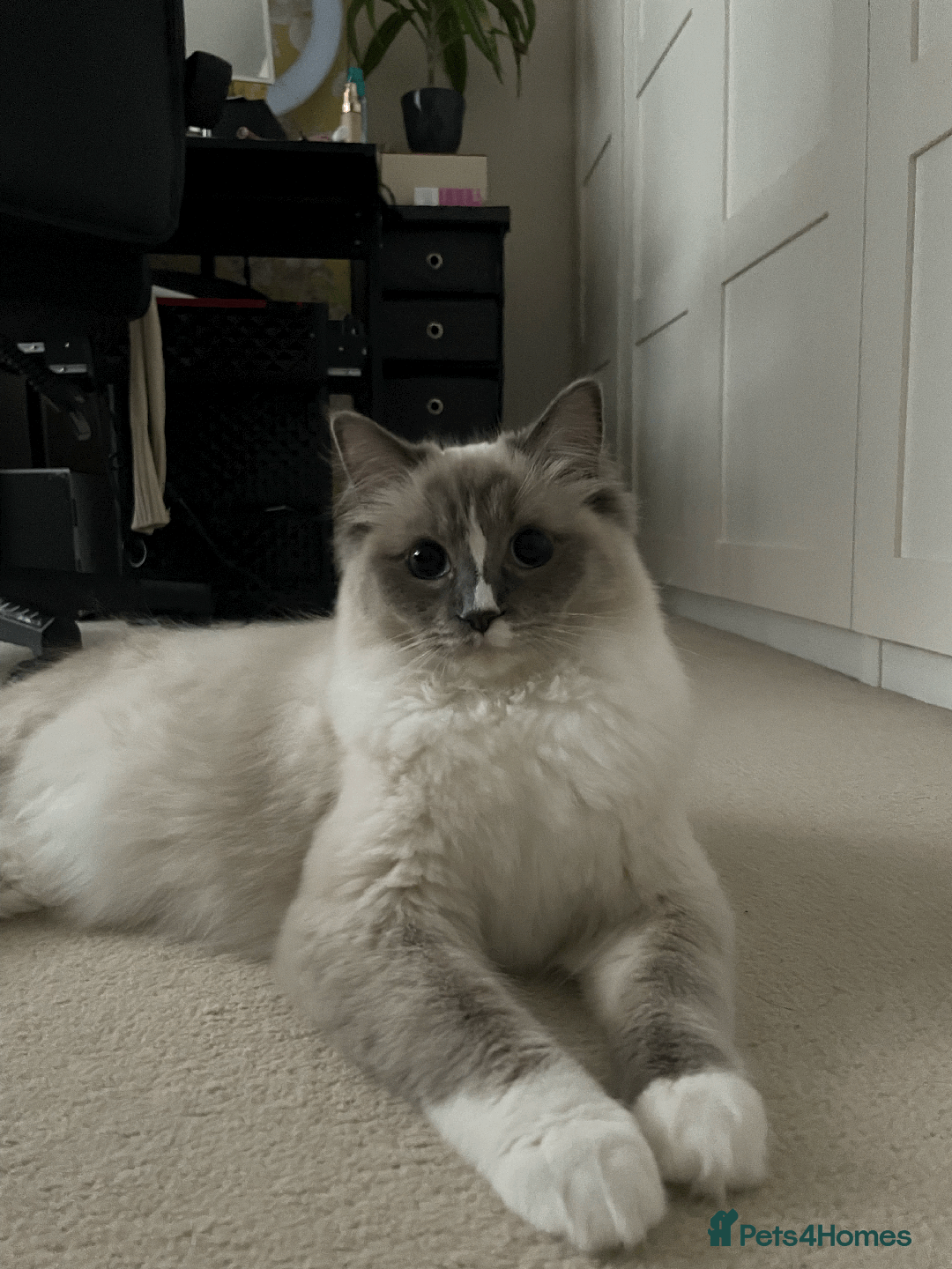 Ragdoll cats for sale: FREE RAGDOLL CAT BLUE POINT SEAL & MITTED - Image 2