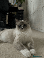 Ragdoll cats - Advert 3