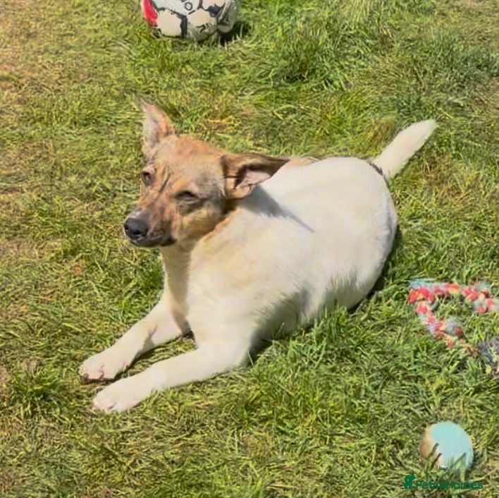 Jack Russell dogs  PENNY – Female Jack Russell Terrier  - Advert 4