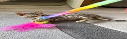 Bengal cats for sale: ⭐️ Ready now- STUNNING TICA REG ⭐️FEMALE BENGAL⭐️ - Advert 3