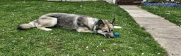 Mixed Breed dogs for sale: Storm - 2 years old - Advert 4