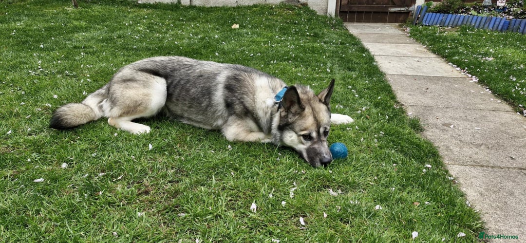 Mixed Breed dogs for sale: Storm - 2 years old - Advert 4