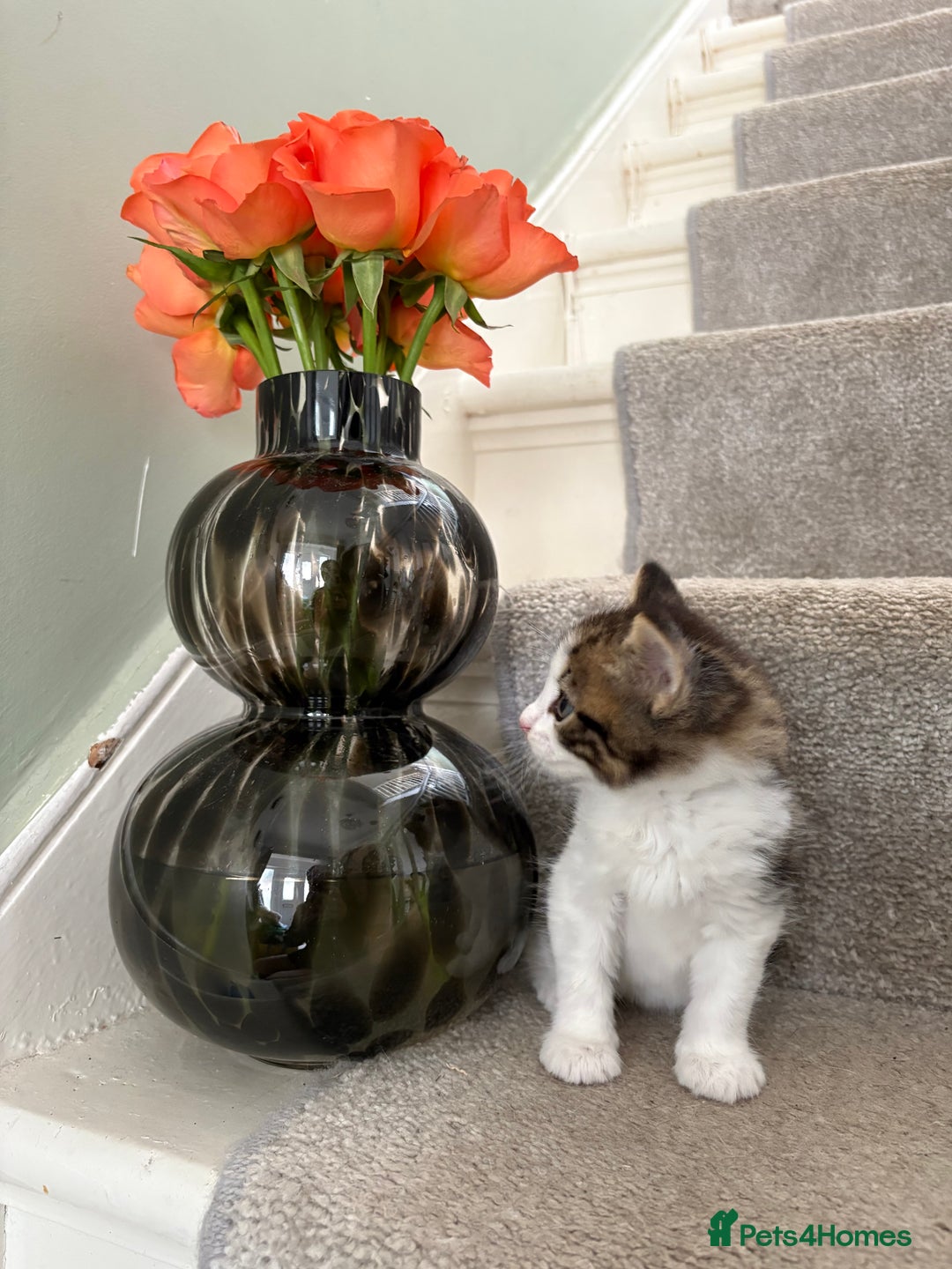 Mixed Breed cats for sale: Black and White kittens left! Ready Now!!  - Image 12