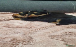 Yochon dogs for sale: 6 beautiful pups for sale - Image 10