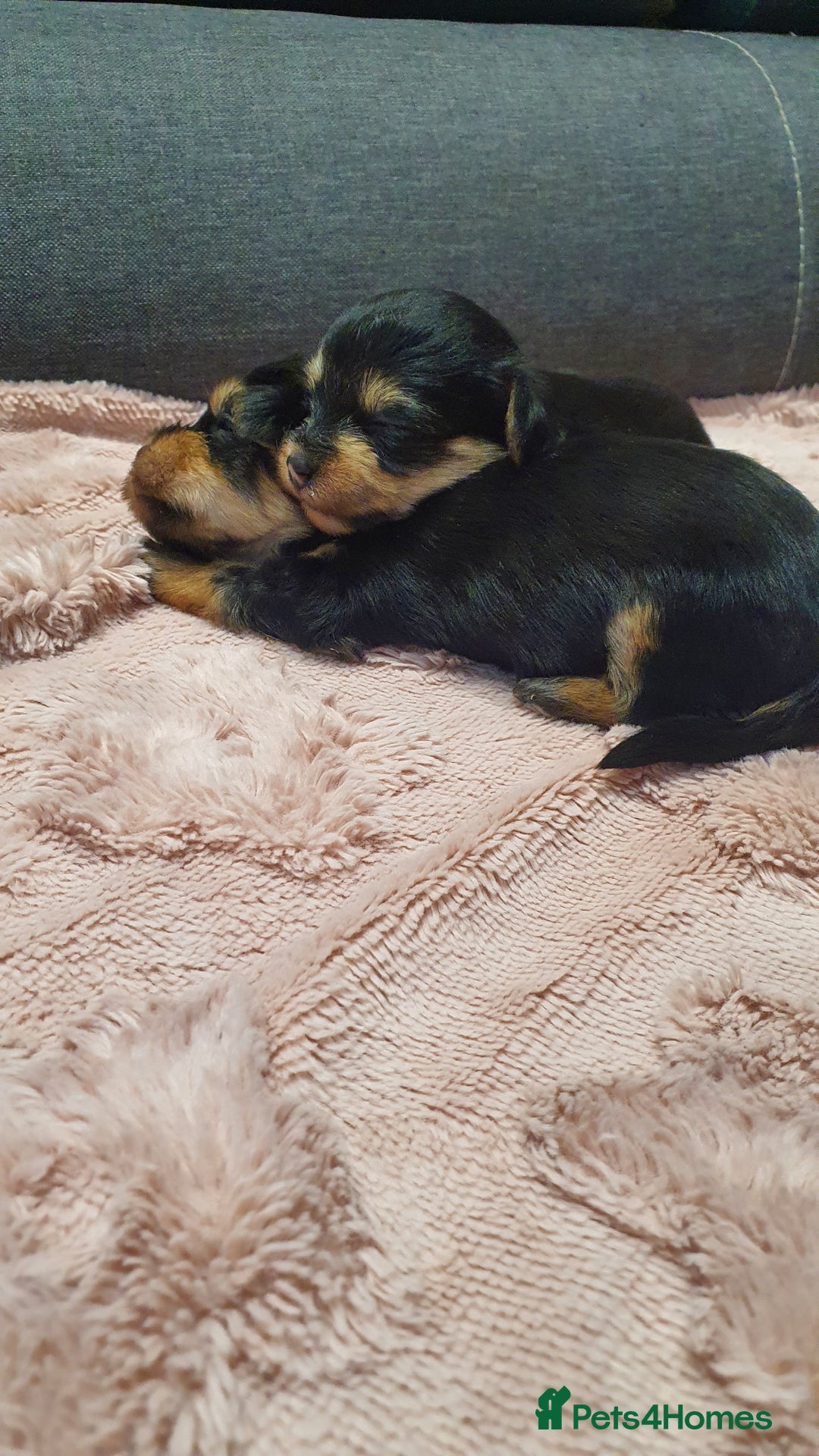 Yochon dogs for sale: 6 beautiful pups for sale - Image 10