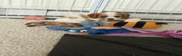 Cavalier King Charles Spaniel dogs for sale: DNA Tested Cavalier King Charles Puppies - Advert 4