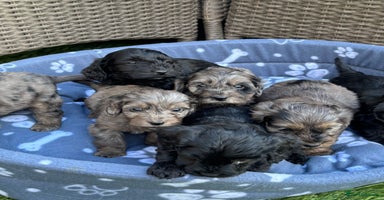 Cockapoo dogs - Advert 5