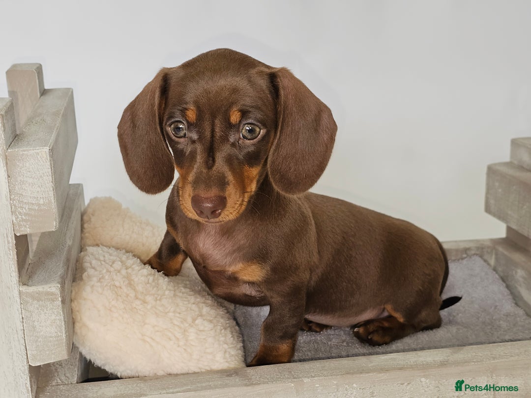 Dachshund dogs for sale: Tink and big momma  - Image 2