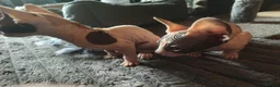 Sphynx cats for sale: Adorable Sphynx kittens  - Advert 5