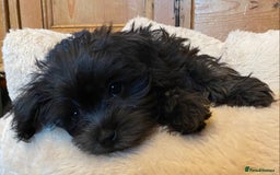 Maltipoo dogs for sale: Ready Now-Stunning Maltipoo Puppies⭐️DNA Tested ⭐️ - Image 2