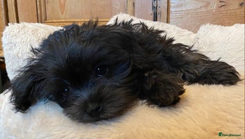 Maltipoo dogs - Advert 1