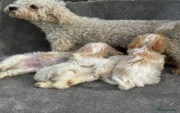 Cavachon dogs for sale: Cavachon puppies  - Image 9