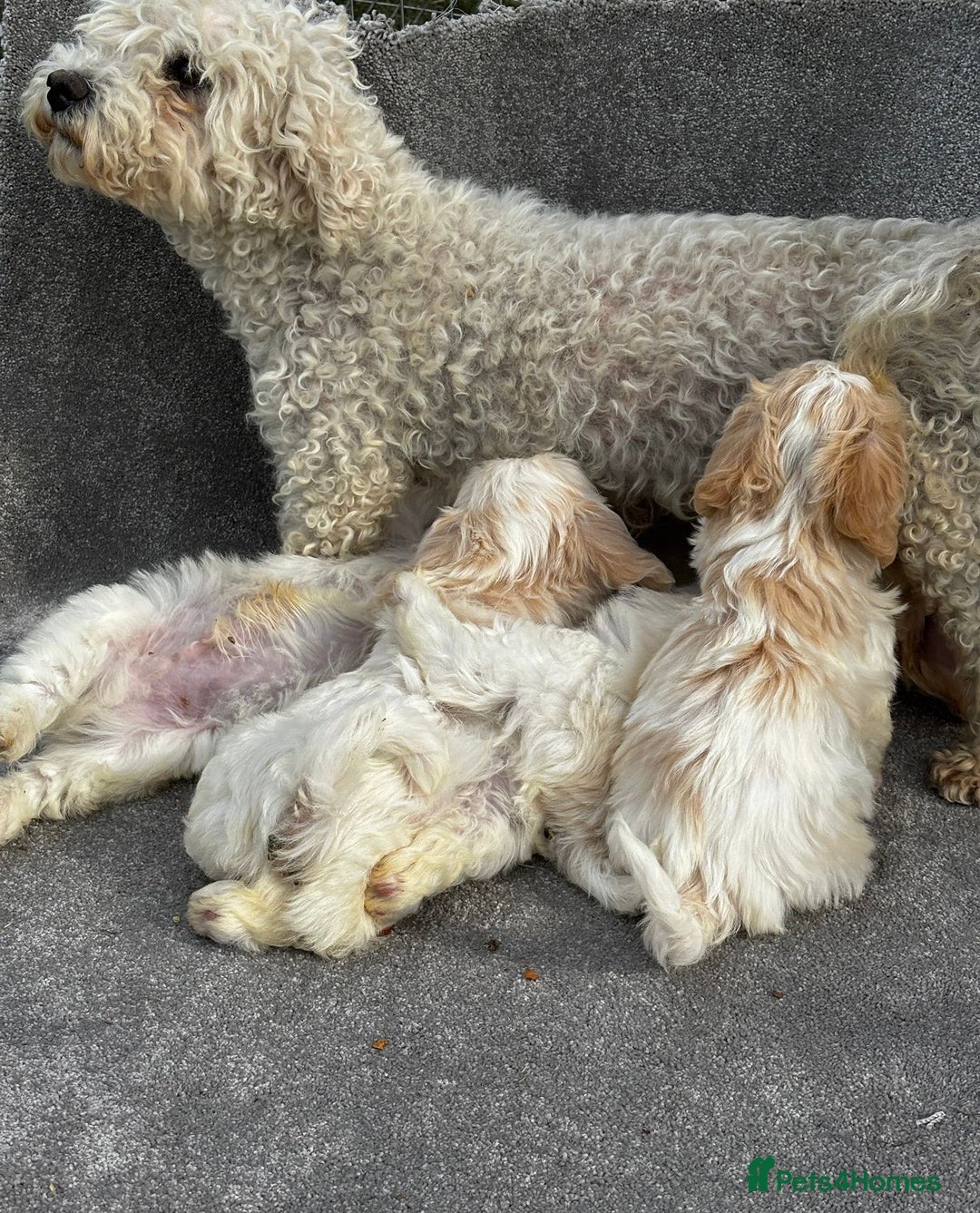 Cavachon dogs for sale: Cavachon puppies  - Image 9