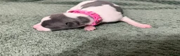 Whippet dogs for sale: litter of 8 pups 5x boys 3x bitches  - Advert 23