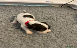English Springer Spaniel dogs for sale: Adorable Springer Spaniel Puppies - Image 15