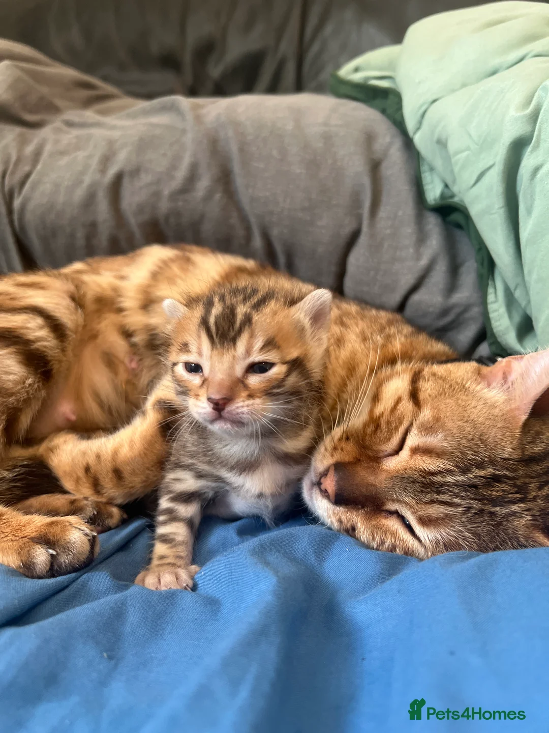 Bengal cats for sale: Beautiful F5 Bengal kitten - Advert 2